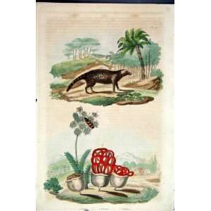  1839 H/C Natural History *112 Civet Cat & Botanical