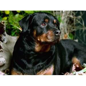  ROTTWEILLER 100126 CROSS STITCH CHART