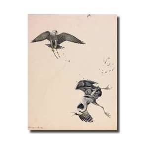    Falcon Striking A Heron In Midair Giclee Print