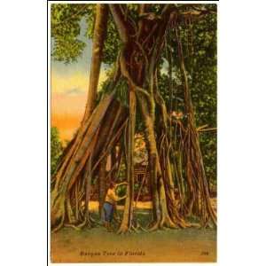  Reprint Banyan tree in Florida