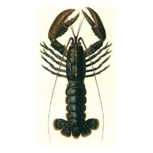  Lobster, 1849 Giclee Poster Print