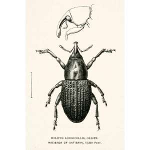 1891 Wood Engraving Olliff Hilipus Longicollis Eye Proboscis Antennae 