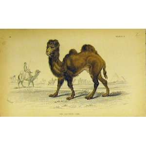  C1850 Hand Coloured Print Bactrian Camel Animal