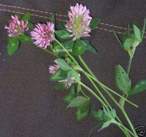 ACRE RED CLOVER Seed Deer Forage Food Plot 10 LBS  