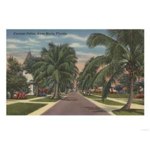  Anna Maria, Florida   View of Palms Along Street Premium 