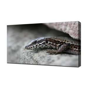  Lizard 2   Canvas Art   Framed Size 32x48   Ready To 