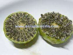 Growing water lily from seeds is easy also, you may have a chance to 