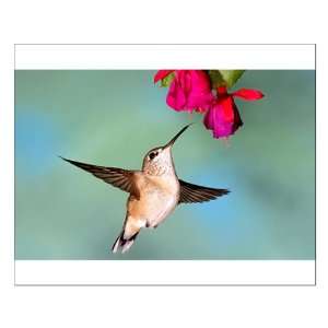  Small Poster Black Chinned Hummingbird 
