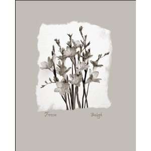  Freesia Poster Print