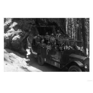  Tour Bus Under a Giant Redwood   Yosemite National Park 