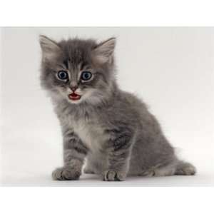  Domestic Cat, Fluffy Tabby Kitten Miaowing Premium 