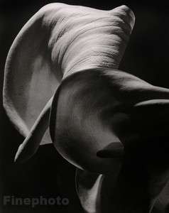 1945/92 FLOWER CALLA Large Abstract Photo Print ~ HORST  