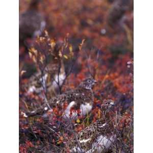  Will Ptarmigan Forage for Blueberries, Denali National 