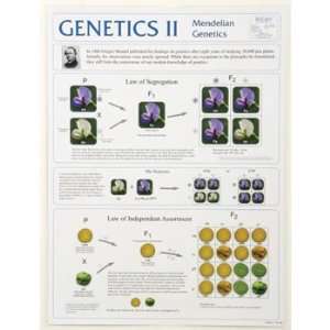 Genetics II Poster  Industrial & Scientific