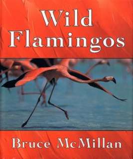   Wild Flamingos by Bruce McMillan, Houghton Mifflin 