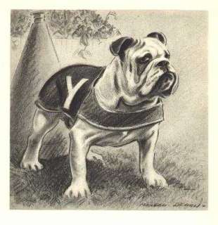 Yale Bulldog   Morgan Dennis Dog Print   MATTED  