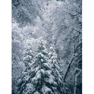  A Winter Wonderland in a Snowy Forest National Geographic 