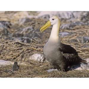  Waved Albatross (Diomedea Irrorata), Galapagos Islands 