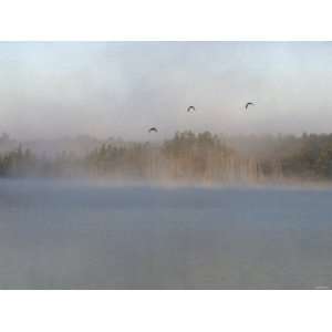  Wild Ducks in Morning Fog Flying over Post Lake on the Wolf 