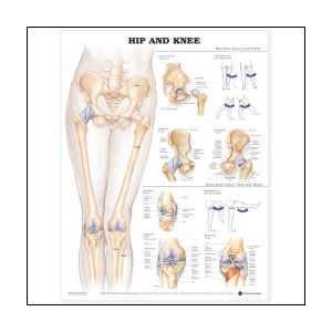  Hip and Knee Anatomical Chart 20 X 26 Health & Personal 