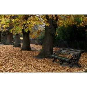  Greenwich Park in Autumn by Doug McKinlay, 72x48