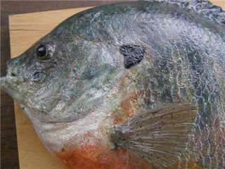 World Record Bluegill Bream FISH MOUNT 4lbs 12 oz BIG  