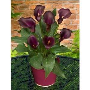  Dutch Calla Captain Reno 20 22 cm. 125 pack Patio, Lawn 