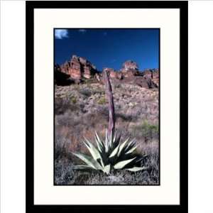  Agave Cactus, Big Bend National Park, Texas Framed 