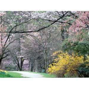  Spring Blooms in Washington Park Arboretum, Seattle, Washington 