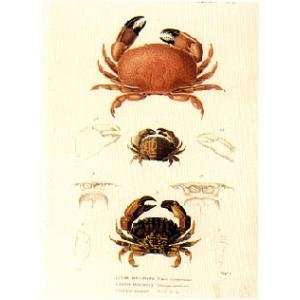  Cuvier Crustaceans Plate 11 Poster Print