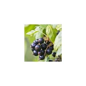  Black Currant Consort Shrub Patio, Lawn & Garden