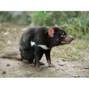  Tasmanian Devil, Sarcophilus Harrisii, in Captivity, Australia 