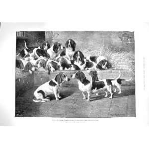  1895 MOSS PACK BASSET HOUND DOGS BISHOPS WALTHAM