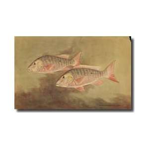  Pair Of Mutton Fish Giclee Print
