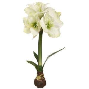  18 Standing Amaryllis W/Bulb Green (Pack of 4)