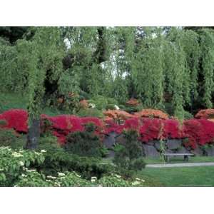  Japanese Garden Rhododendrons in Washington Park Arboretum 