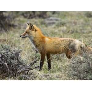 Red Fox, Rocky Mountain National Park, Colorado, USA Photographic 