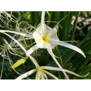    Hymenocallis Liriosme / Shinners Spider Lily Patio, Lawn & Garden