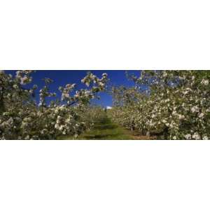  Apple Orchard in Bloom, Peshastin, Chelan County 