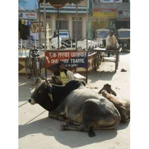  Holy Cows on Streets of Dungarpur, Rajasthan State, India 