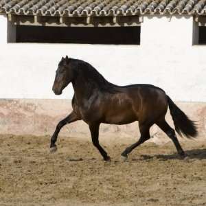  Bay Andalusian Stallion Trotting in Arena Yard, Osuna 