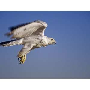  Gyrfalcon, Falco Rusticolus, White Morph, in Flight, North 