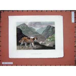  Colour Antique Print Shepherds Dog Sheep Mountains