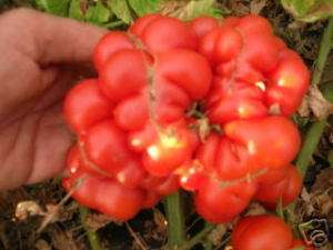 VOYAGE TOMATO 30 SEEDS THE MOST UNUSUAL TOMATO AROUND  