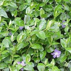  Vinca major Bare Root