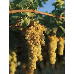 Close Up of Bunches of Grapes in a Vineyard, Tavoliere, Puglia, Italy 