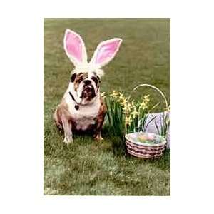  Bulldog Easter Bunny Card 
