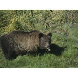  A Kamchatka Brown Bear Eating Grasses on the Tundra 