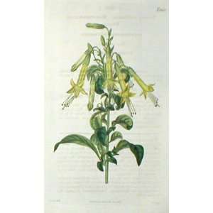   Botanical Engraving of the Box Thorn Like Vestia