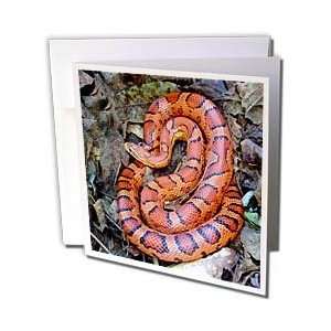  Snakes   CORN SNAKE   Greeting Cards 6 Greeting Cards with 